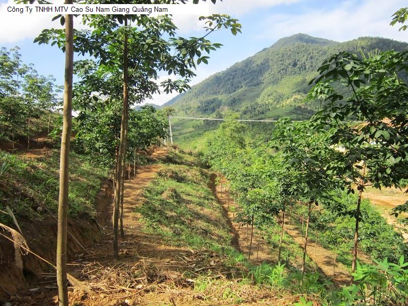 Công Ty TNHH MTV Cao Su Nam Giang Quảng Nam