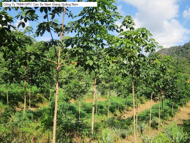 Công Ty TNHH MTV Cao Su Nam Giang Quảng Nam