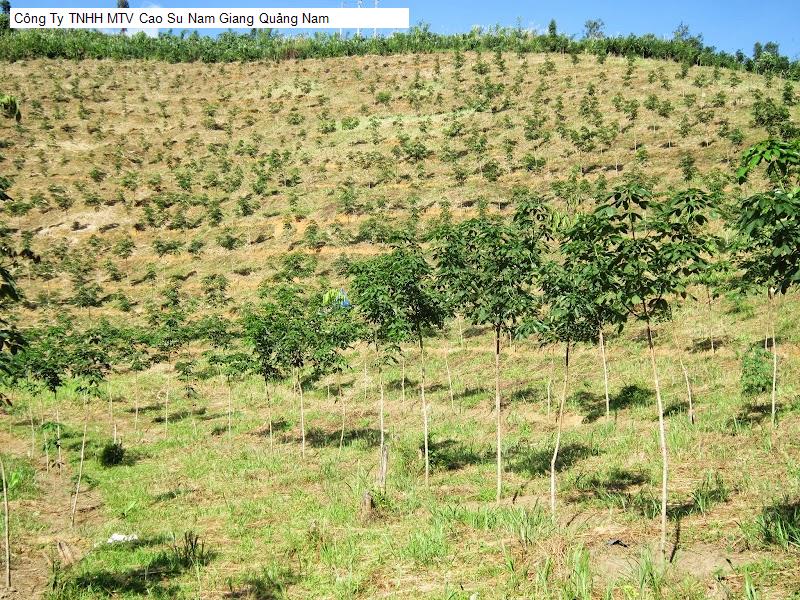 Công Ty TNHH MTV Cao Su Nam Giang Quảng Nam